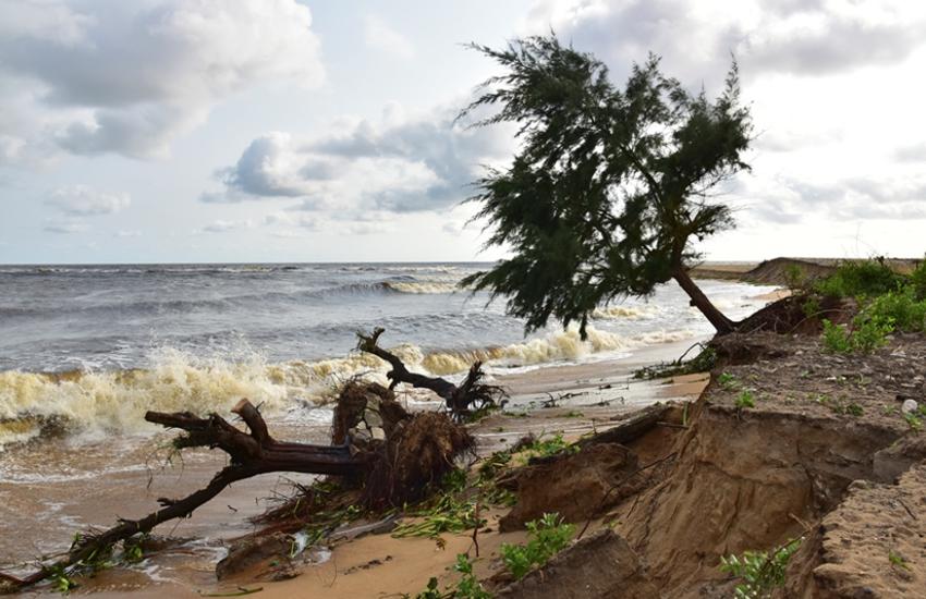 trees uprooted by rising sea tides in Grand Lahou, following flooding throughout half of the city