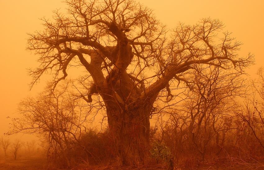 Baobab dans une tempête de sable au Bénin