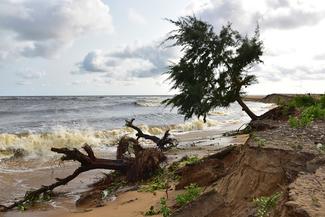 trees uprooted by rising sea tides in Grand Lahou, following flooding throughout half of the city