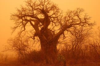 Baobab tree in a sandstorm in Benin